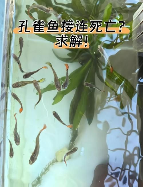 如何判斷小魚是否發情,養魚技術——魚類繁殖 龍魚百科 第8張 如何判斷小魚是否發情,養魚技術——魚類繁殖 如何判斷小魚是否發情,養魚技術——魚類繁殖 龍魚百科 第8張