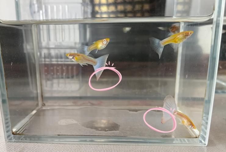 如何判斷小魚是否發情,養魚技術——魚類繁殖 龍魚百科 第4張 如何判斷小魚是否發情,養魚技術——魚類繁殖 如何判斷小魚是否發情,養魚技術——魚類繁殖 龍魚百科 第4張