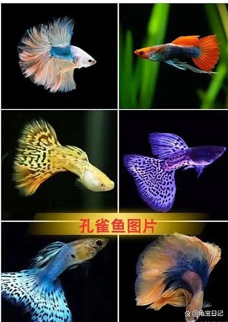 如何判斷小魚是否發情,養魚技術——魚類繁殖 龍魚百科 第5張 如何判斷小魚是否發情,養魚技術——魚類繁殖 如何判斷小魚是否發情,養魚技術——魚類繁殖 龍魚百科 第5張