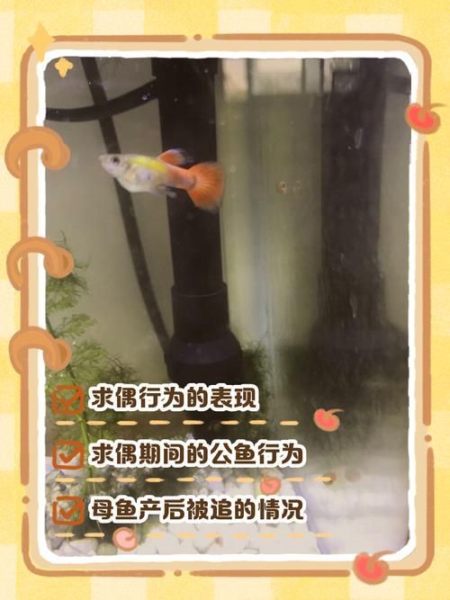 如何判斷小魚是否發情,養魚技術——魚類繁殖 龍魚百科 第7張 如何判斷小魚是否發情,養魚技術——魚類繁殖 如何判斷小魚是否發情,養魚技術——魚類繁殖 龍魚百科 第7張