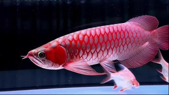 白玉紅龍魚 龍魚百科 第3張 白玉紅龍魚 白玉紅龍魚 龍魚百科 第3張