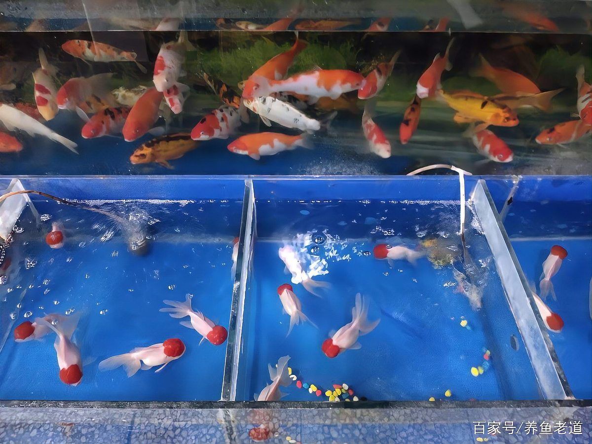 如何判斷龍魚交叉感染是否嚴(yán)重，arxiv論文助手arxiv論文助手（arxiv論文助手） 如何判斷龍魚交叉感染是否嚴(yán)重，arxiv論文助手arxiv論文助手（arxiv論文助手） 龍魚百科 第7張