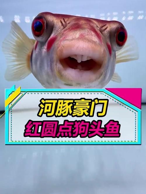 如何區(qū)分奈及利亞紅圓點狗頭?,奈及利亞紅圓點狗頭(奈及利亞紅圓點狗頭”并非標準犬種學名 龍魚百科 第4張 如何區(qū)分奈及利亞紅圓點狗頭?,奈及利亞紅圓點狗頭(奈及利亞紅圓點狗頭”并非標準犬種學名 如何區(qū)分奈及利亞紅圓點狗頭?,奈及利亞紅圓點狗頭(奈及利亞紅圓點狗頭”并非標準犬種學名 龍魚百科 第4張