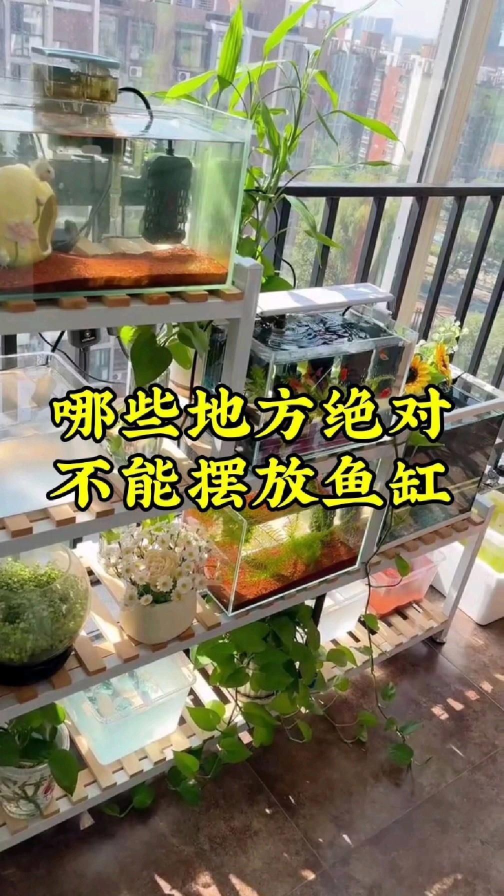 魚缸擺放有哪些禁忌位置，魚缸擺放的幾大禁忌位置及科學與風水雙重解析魚缸擺放的禁忌 魚缸擺放有哪些禁忌位置，魚缸擺放的幾大禁忌位置及科學與風水雙重解析魚缸擺放的禁忌 龍魚百科 第3張