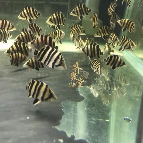 純色虎魚的價格是多少？，純色虎魚價格是多少？