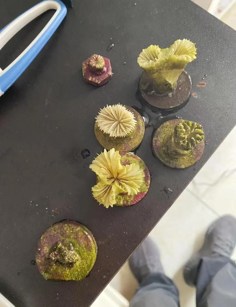 如何判斷海水魚是否受到細菌感染，arxiv論文助手（arxiv論文助手,海水魚細菌感染） 如何判斷海水魚是否受到細菌感染，arxiv論文助手（arxiv論文助手,海水魚細菌感染） 龍魚百科 第7張