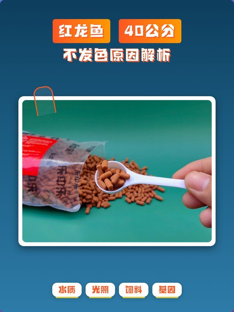 如何判斷紅龍魚是否發色失敗，如何判斷紅龍魚發色失敗 如何判斷紅龍魚是否發色失敗，如何判斷紅龍魚發色失敗 龍魚百科 第2張
