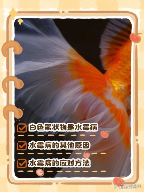 如何判斷金魚(yú)爛尾的類(lèi)型，關(guān)于金魚(yú)爛尾病的一些建議 如何判斷金魚(yú)爛尾的類(lèi)型，關(guān)于金魚(yú)爛尾病的一些建議 龍魚(yú)百科 第11張