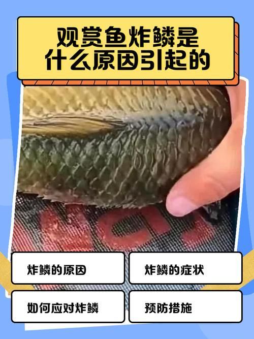 如何判斷金魚炸鱗是否嚴(yán)重，arxiv論文助手（arxiv論文助手（arxiv論文助手） 如何判斷金魚炸鱗是否嚴(yán)重，arxiv論文助手（arxiv論文助手（arxiv論文助手） 龍魚百科 第6張