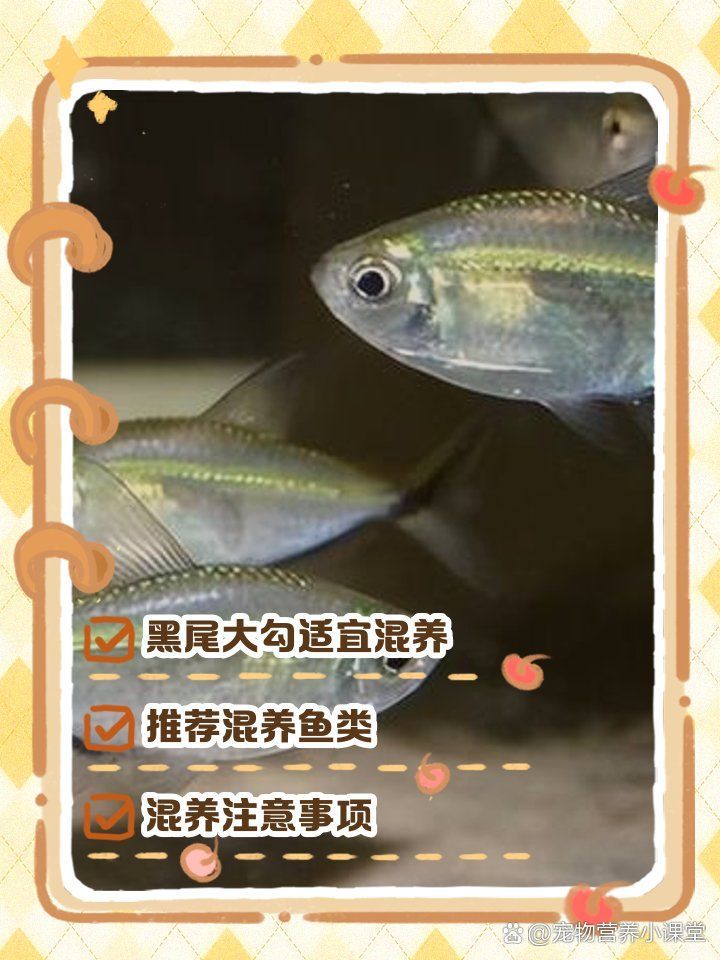 黑尾大勾與龍魚混養(yǎng)需要注意什么？，黑尾大勾和龍魚混養(yǎng)時需要注意以下幾點 黑尾大勾與龍魚混養(yǎng)需要注意什么？，黑尾大勾和龍魚混養(yǎng)時需要注意以下幾點 龍魚百科 第2張