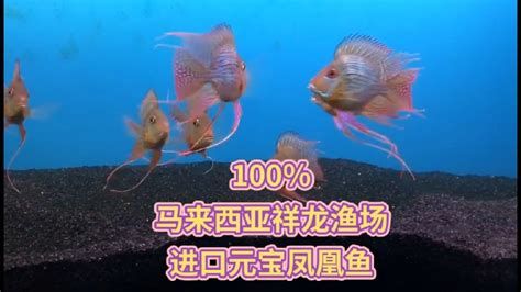 元寶鳳凰魚百科,元寶鳳凰魚百科詳解 廣州正大漁場 第2張 元寶鳳凰魚百科,元寶鳳凰魚百科詳解 元寶鳳凰魚百科,元寶鳳凰魚百科詳解 廣州正大漁場 第2張