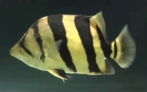 福虎異型虎魚純色虎魚,福虎異型虎魚、純色虎魚、純色虎魚、泰國虎魚(tigerfish) 廣州正大漁場 第3張 福虎異型虎魚純色虎魚,福虎異型虎魚、純色虎魚、純色虎魚、泰國虎魚(tigerfish) 福虎異型虎魚純色虎魚,福虎異型虎魚、純色虎魚、純色虎魚、泰國虎魚(tigerfish) 廣州正大漁場 第3張