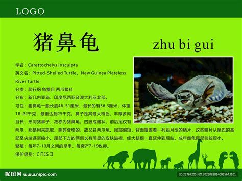 豬鼻龜百科，你真的了解豬鼻龜嗎 豬鼻龜百科，你真的了解豬鼻龜嗎 廣州正大漁場 第1張