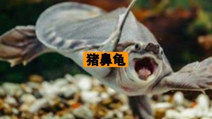 豬鼻龜百科，你真的了解豬鼻龜嗎 豬鼻龜百科，你真的了解豬鼻龜嗎 廣州正大漁場 第3張