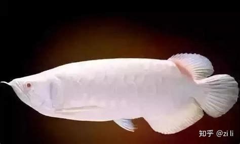 白玉紅龍魚，水族界的法拉利——白玉紅龍魚 白玉紅龍魚，水族界的法拉利——白玉紅龍魚 斯巴沃紅龍魚 第2張