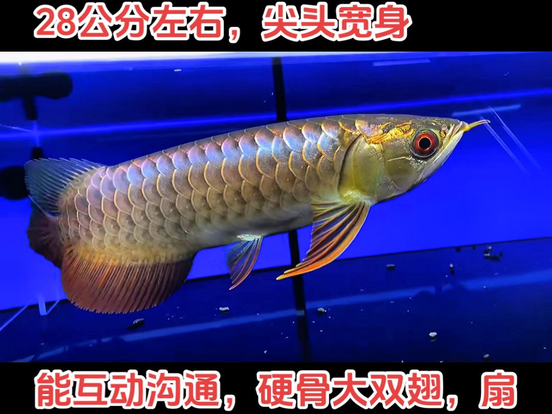 白玉紅龍魚，水族界的法拉利——白玉紅龍魚