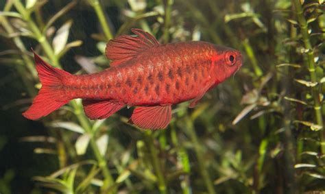 買斯巴沃紅龍魚十大忠告，買斯巴沃紅龍魚的十大忠告， 買斯巴沃紅龍魚十大忠告，買斯巴沃紅龍魚的十大忠告， 廣州正大漁場 第2張