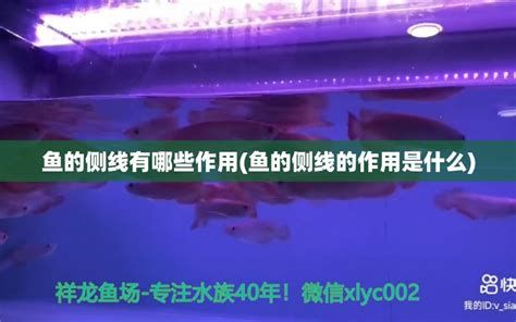 申古銀版魚(yú)，“申古銀版魚(yú)”可能指的是一種具有特定歷史背景或文化意義的魚(yú)類