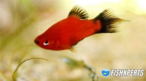 鸚鵡魚和銀龍魚混養怎樣喂食 紅頭利魚,紅頭立魚詳解 斯巴沃紅龍魚 紅頭利魚,紅頭立魚詳解 紅頭利魚,紅頭立魚詳解 斯巴沃紅龍魚