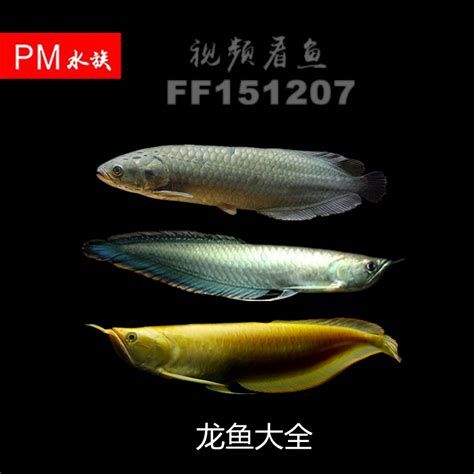 龍魚沉尾自己恢復嗎,溫馨提示:龍魚的尾巴狀態(沉尾、釣尾、掉尾)影響其品相和健康 廣州正大漁場 第2張 龍魚沉尾自己恢復嗎,溫馨提示:龍魚的尾巴狀態(沉尾、釣尾、掉尾)影響其品相和健康 龍魚沉尾自己恢復嗎,溫馨提示:龍魚的尾巴狀態(沉尾、釣尾、掉尾)影響其品相和健康 廣州正大漁場 第2張
