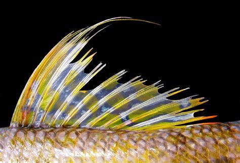 龍魚沉尾自己恢復嗎，溫馨提示：龍魚的尾巴狀態（沉尾、釣尾、掉尾）影響其品相和健康