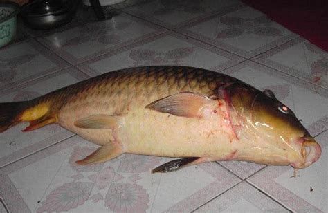 七紋巨鯉魚，《水滸傳》中一個鮮明的人物形象——七紋巨鯉魚
