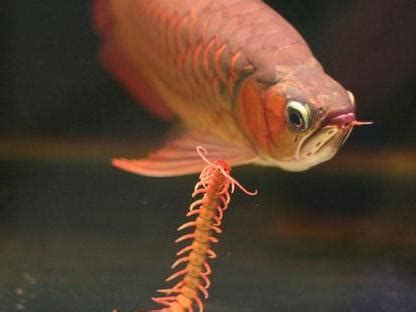 如何判斷龍魚(yú)是否過(guò)量喂食？，判斷龍魚(yú)是否過(guò)量喂食，最直接的判斷標(biāo)準(zhǔn)和喂食建議