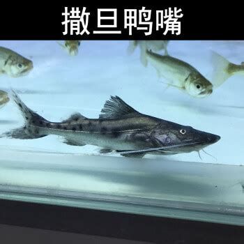 撒旦鴨嘴魚，撒旦鴨嘴魚是什么魚，為什么被稱為亞馬遜魔王？ 撒旦鴨嘴魚，撒旦鴨嘴魚是什么魚，為什么被稱為亞馬遜魔王？ 斯巴沃紅龍魚 第2張