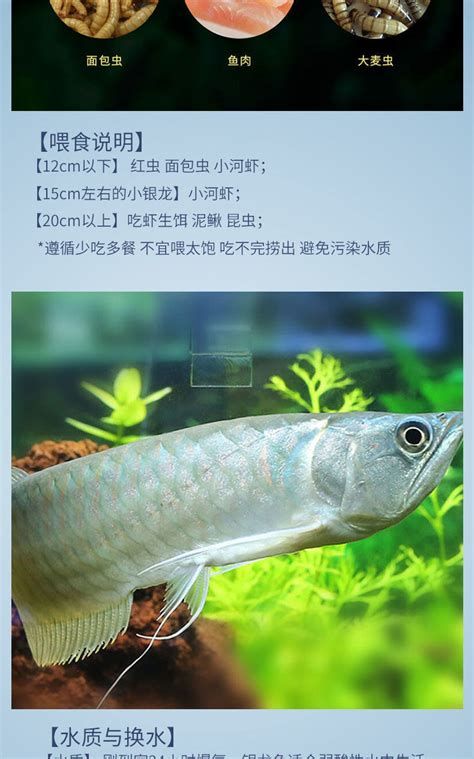 如何判斷龍魚是否適合吃大麥蟲或面包蟲？ 如何判斷龍魚是否適合吃大麥蟲或面包蟲？ 斯巴沃紅龍魚 第2張