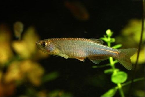 玫瑰銀版魚，玫瑰銀版魚的養殖技術與市場前景