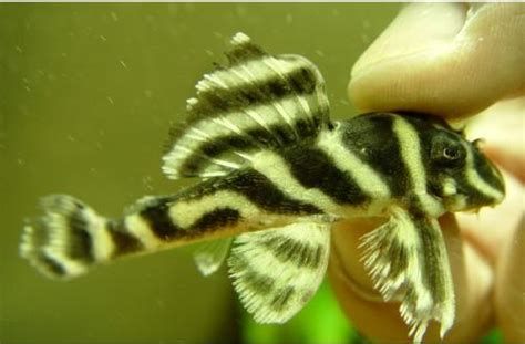 南美異型魚，南美異型魚是一類生活在南美洲特定水域中的魚類