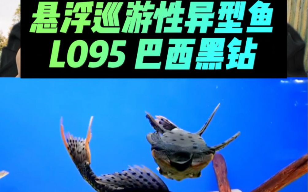 南美異型魚，南美異型魚是一類生活在南美洲特定水域中的魚類 南美異型魚，南美異型魚是一類生活在南美洲特定水域中的魚類 斯巴沃紅龍魚 第3張