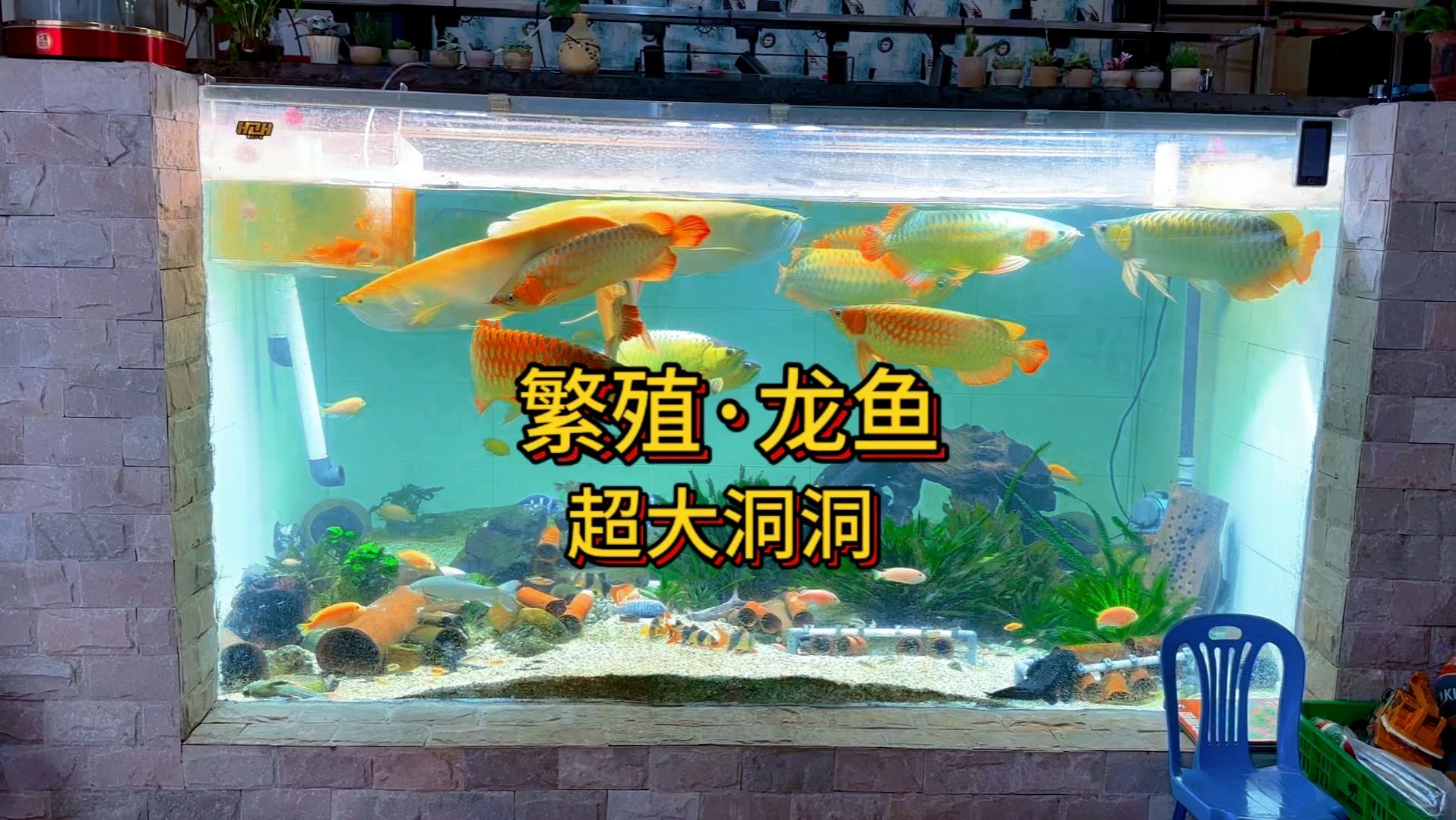 老孫還有哪些其他養龍魚視頻？，龍魚老孫的養殖技巧（longyulaosun01）