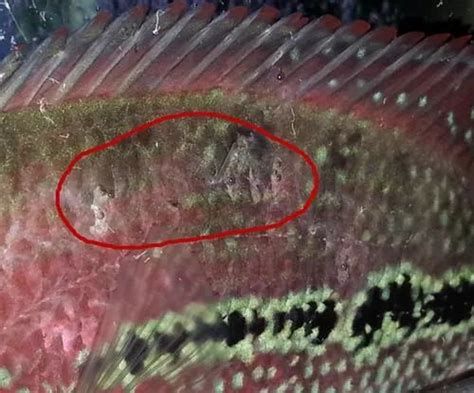 龍魚交叉感染最簡單三個征兆，龍魚交叉感染是水族箱中常見的問題 龍魚交叉感染最簡單三個征兆，龍魚交叉感染是水族箱中常見的問題 廣州正大漁場 第2張