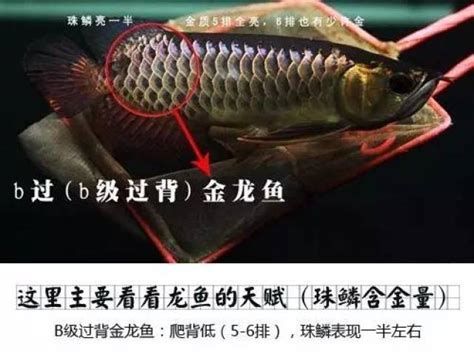 過背金龍魚，過背金龍魚是一種觀賞性極強的魚類，是一種觀賞性極強的魚類