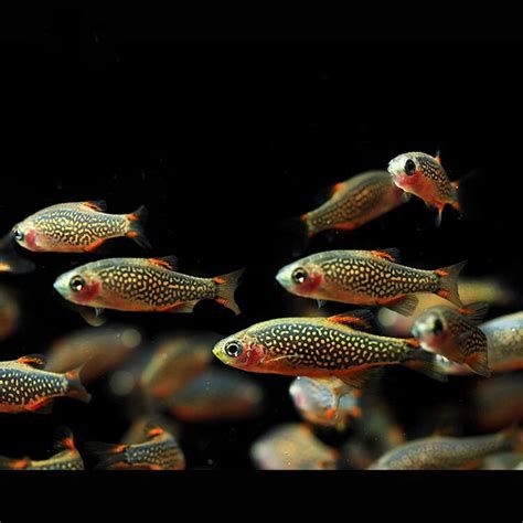 銀河星鉆魚，銀河星鉆魚——水族箱中的“明星品種”
