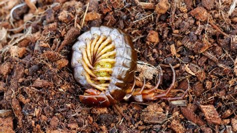 面包蟲喂龍魚有哪些好處，面包蟲喂龍魚可以帶來諸多好處
