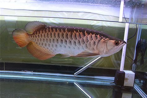 如何預(yù)防龍魚魚鱗變白？ 如何預(yù)防龍魚魚鱗變白？ 斯巴沃紅龍魚 第2張