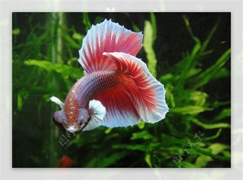 觀賞魚百科，《觀賞魚百科》詳解 觀賞魚百科，《觀賞魚百科》詳解 廣州正大漁場 第2張