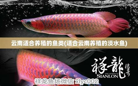 黑影道人魚，黑影道人魚是什么？