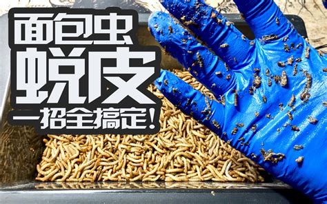 面包蟲喂食龍魚有哪些注意事項，面包蟲喂食龍魚時需要注意以下幾點：確保龍魚的水質清潔