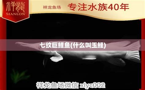 祥龍魚場的小魚苗能買嗎?養大后發色怎么樣?,祥龍魚場的小魚苗值得購買嗎養大后發色怎么樣 廣州正大漁場 第2張 祥龍魚場的小魚苗能買嗎?養大后發色怎么樣?,祥龍魚場的小魚苗值得購買嗎養大后發色怎么樣 祥龍魚場的小魚苗能買嗎?養大后發色怎么樣?,祥龍魚場的小魚苗值得購買嗎養大后發色怎么樣 廣州正大漁場 第2張