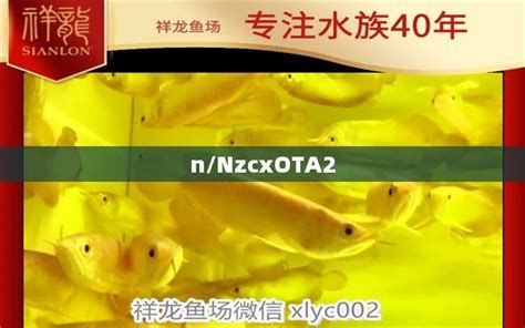 祥龍魚場的小魚苗能買嗎?養大后發色怎么樣?,祥龍魚場的小魚苗值得購買嗎養大后發色怎么樣 廣州正大漁場 第3張 祥龍魚場的小魚苗能買嗎?養大后發色怎么樣?,祥龍魚場的小魚苗值得購買嗎養大后發色怎么樣 祥龍魚場的小魚苗能買嗎?養大后發色怎么樣?,祥龍魚場的小魚苗值得購買嗎養大后發色怎么樣 廣州正大漁場 第3張