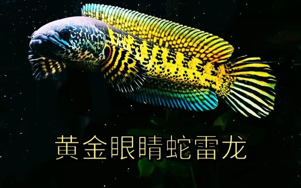 黃金眼鏡蛇雷龍魚，黃金眼鏡蛇雷龍魚是雷龍魚中極具觀賞價值的“夢幻”品種 黃金眼鏡蛇雷龍魚，黃金眼鏡蛇雷龍魚是雷龍魚中極具觀賞價值的“夢幻”品種 廣州正大漁場 第2張