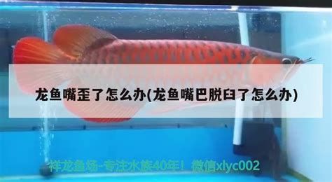 龍魚(yú)嘴巴缺口會(huì)自己愈合嗎?,龍魚(yú)嘴巴缺口會(huì)自己愈合,養(yǎng)魚(yú)新手經(jīng)常困惑的一個(gè)關(guān)鍵點(diǎn) 斯巴沃紅龍魚(yú) 第2張 龍魚(yú)嘴巴缺口會(huì)自己愈合嗎?,龍魚(yú)嘴巴缺口會(huì)自己愈合,養(yǎng)魚(yú)新手經(jīng)常困惑的一個(gè)關(guān)鍵點(diǎn) 龍魚(yú)嘴巴缺口會(huì)自己愈合嗎?,龍魚(yú)嘴巴缺口會(huì)自己愈合,養(yǎng)魚(yú)新手經(jīng)常困惑的一個(gè)關(guān)鍵點(diǎn) 斯巴沃紅龍魚(yú) 第2張
