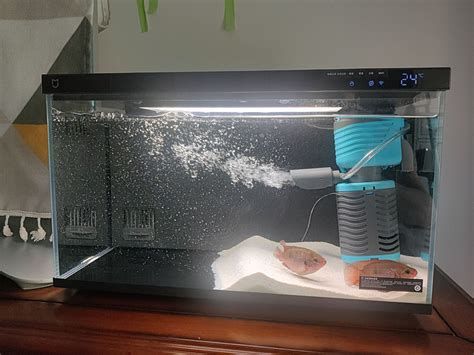 龍魚水溫24度會(huì)感冒嗎？，龍魚水溫24度會(huì)感冒嗎龍魚水溫24度會(huì)感冒嗎 龍魚水溫24度會(huì)感冒嗎？，龍魚水溫24度會(huì)感冒嗎龍魚水溫24度會(huì)感冒嗎 斯巴沃紅龍魚 第2張