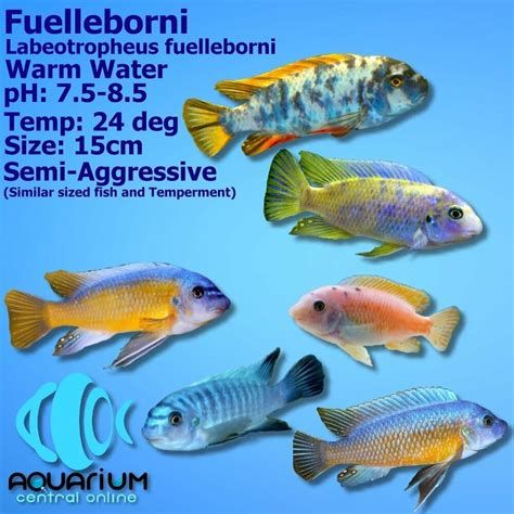 龍魚水溫24度會(huì)感冒嗎？，龍魚水溫24度會(huì)感冒嗎龍魚水溫24度會(huì)感冒嗎 龍魚水溫24度會(huì)感冒嗎？，龍魚水溫24度會(huì)感冒嗎龍魚水溫24度會(huì)感冒嗎 斯巴沃紅龍魚 第3張