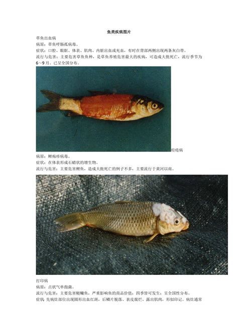 龍魚充血怎么治療最有效，如何治療龍魚充血？ 龍魚充血怎么治療最有效，如何治療龍魚充血？ 斯巴沃紅龍魚 第1張