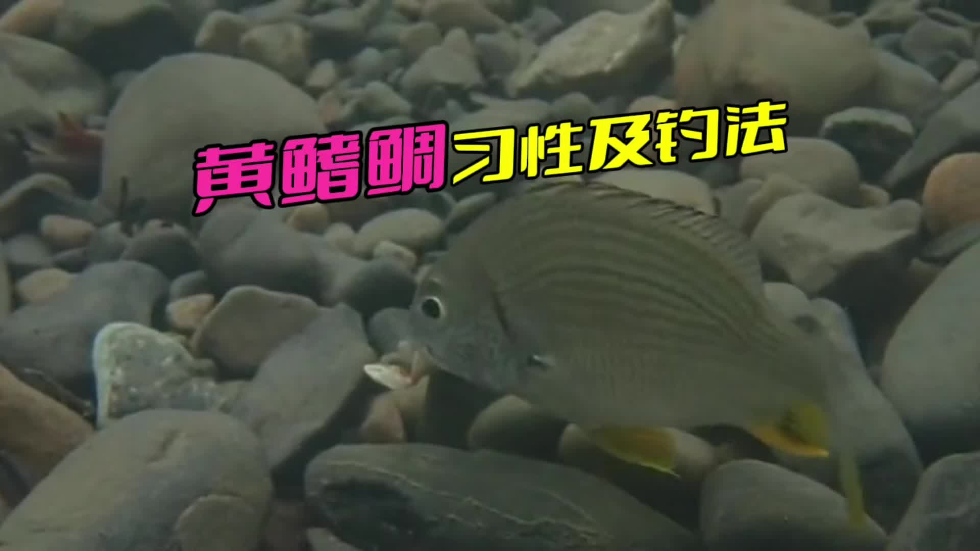 黃鰭鯧魚，黃鰭鯧魚在廣東地區已有較為成熟的人工養殖對象 黃鰭鯧魚，黃鰭鯧魚在廣東地區已有較為成熟的人工養殖對象 廣州正大漁場 第2張