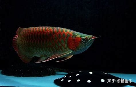 高端紅龍魚一般多少錢一條?,什么是高端紅龍魚? 斯巴沃紅龍魚 第2張 高端紅龍魚一般多少錢一條?,什么是高端紅龍魚? 高端紅龍魚一般多少錢一條?,什么是高端紅龍魚? 斯巴沃紅龍魚 第2張